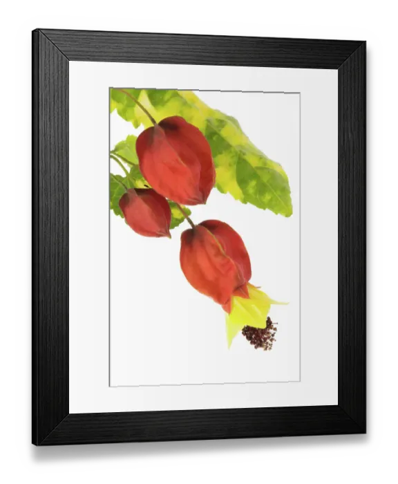 Framed Print : Abutilon megapotamicum Variegata Framed Print : Abutilon megapotamicum Variegata