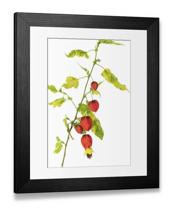 Framed Print : Abutilon megapotamicum Variegata Framed Print : Abutilon megapotamicum Variegata