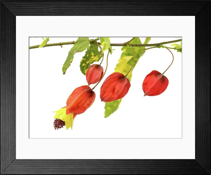 Framed Print : Abutilon megapotamicum Variegata Framed Print : Abutilon megapotamicum Variegata
