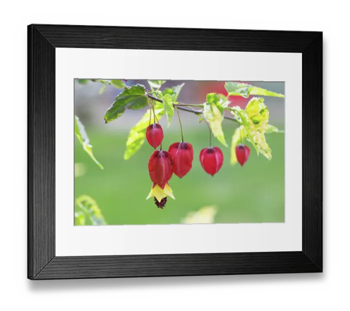 Framed Print : Abutilon megapotamicum Variegata Framed Print : Abutilon megapotamicum Variegata
