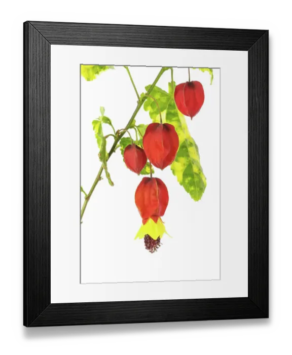 Framed Print : Abutilon megapotamicum Variegata Framed Print : Abutilon megapotamicum Variegata