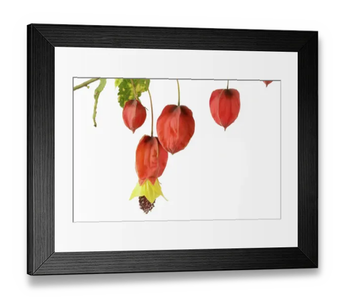 Framed Print : Abutilon megapotamicum Variegata Framed Print : Abutilon megapotamicum Variegata