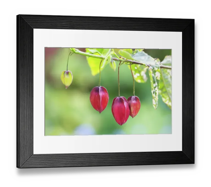 Framed Print : Abutilon megapotamicum Variegata
