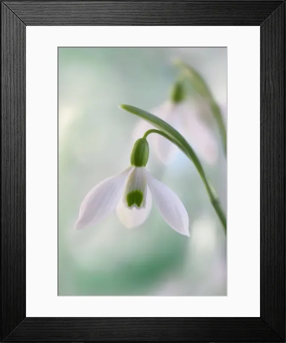 Framed Print : Snowdrops. Close up of Snowdrops Framed Print : Snowdrops. Close up of Snowdrops