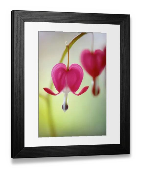 Framed Print : Love lies bleeding Framed Print : Love lies bleeding