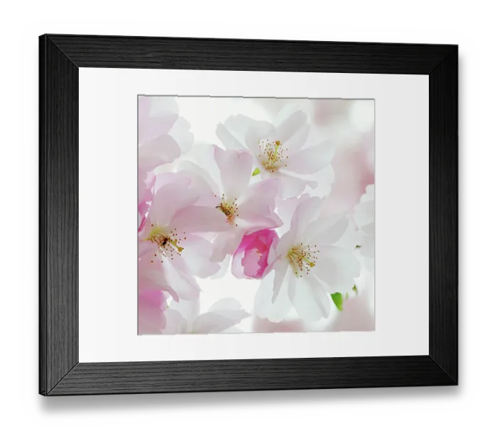 Framed Print : Macro of sour Cherry tree pink & white flowers Framed Print : Macro of sour Cherry tree pink & white flowers