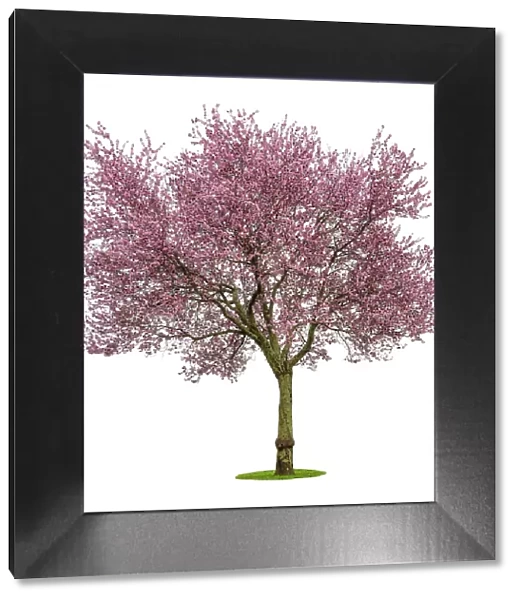 Full bloom pink cherry blossoms or sakura flower tree isolated on white background. High resolution