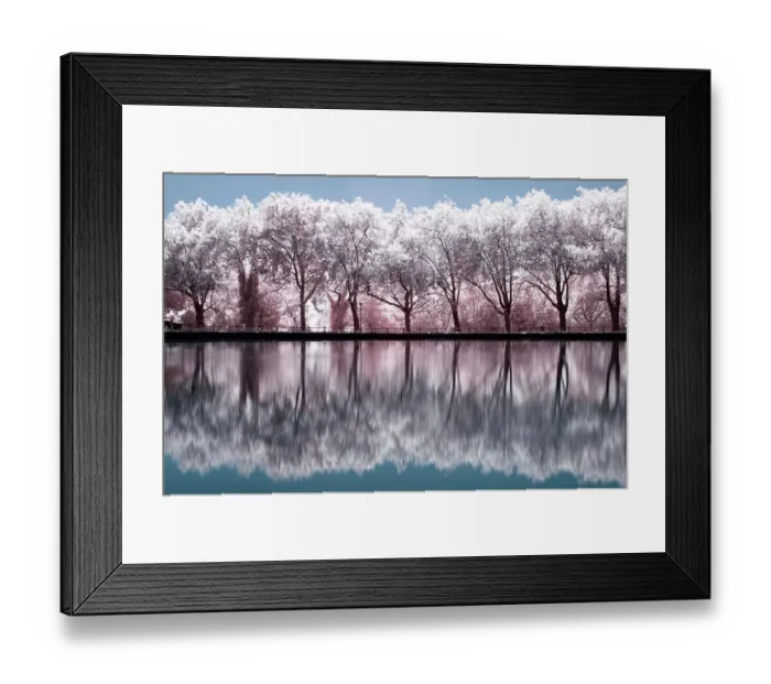 Framed Print : Cherry Blossom Reflections Framed Print : Cherry Blossom Reflections