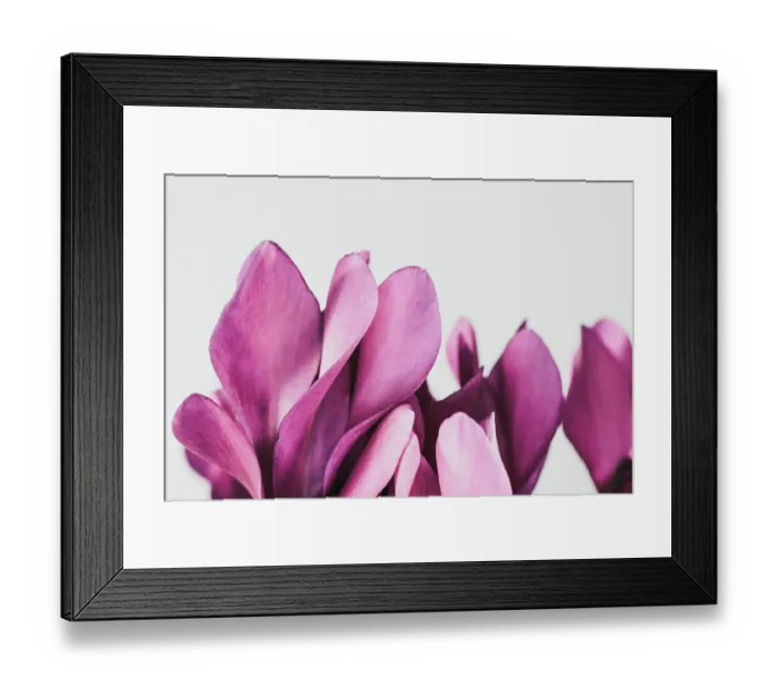 Framed Print : Pink petals for with white background Framed Print : Pink petals for with white background
