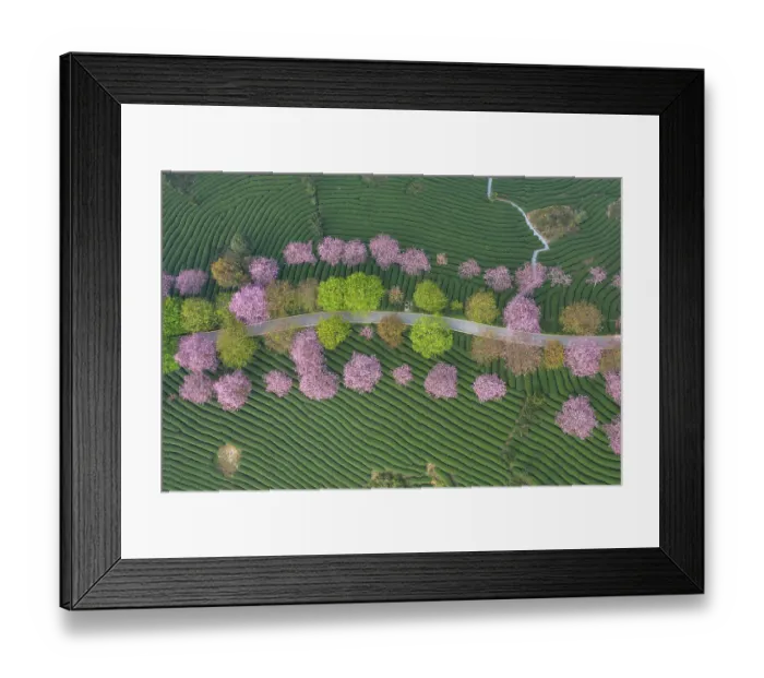 Framed Print : The curved tea garden on the top of the mountain in spring Framed Print : The curved tea garden on the top of the mountain in spring
