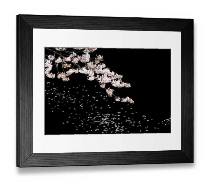 Framed Print : Cherry blossoms at night Framed Print : Cherry blossoms at night