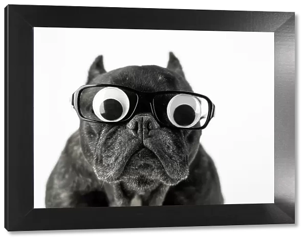 Dog with glasses and bulging eyes