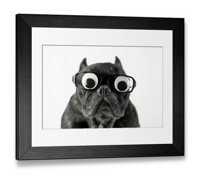 Framed Print : Dog with glasses and bulging eyes Framed Print : Dog with glasses and bulging eyes