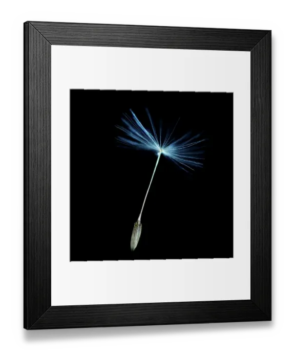 Framed Print : Dandelion Seed Framed Print : Dandelion Seed