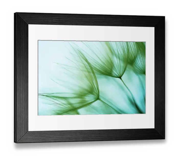 Framed Print : Macro dandelion seed Framed Print : Macro dandelion seed