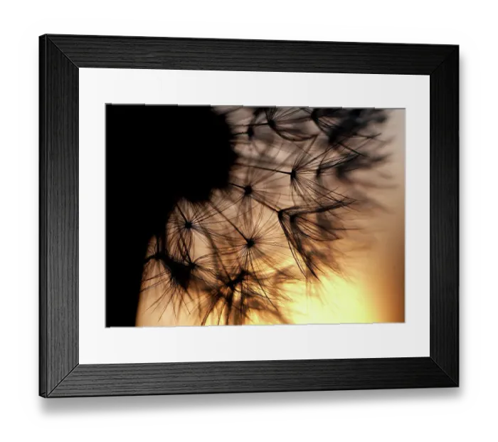 Framed Print : Dandelion sunset