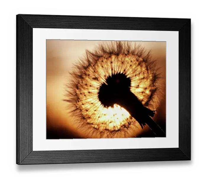 Framed Print : Dandelion sunset Framed Print : Dandelion sunset