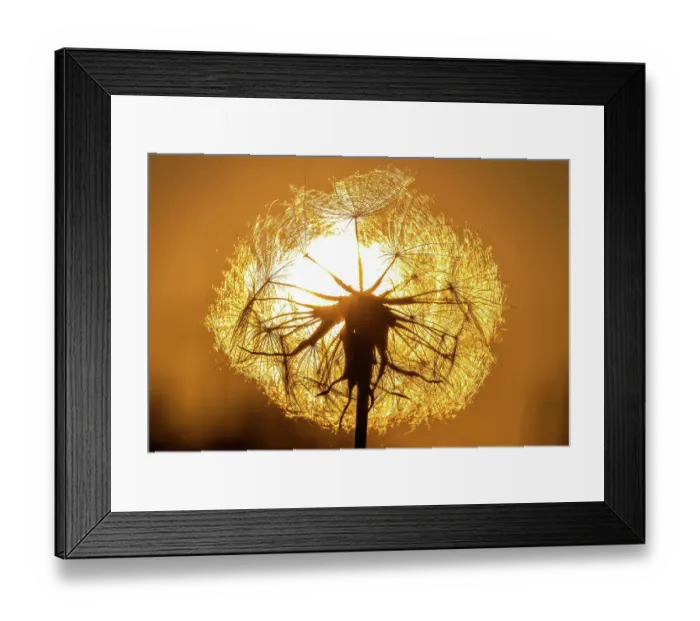 Framed Print : Dandelion at sunset Framed Print : Dandelion at sunset