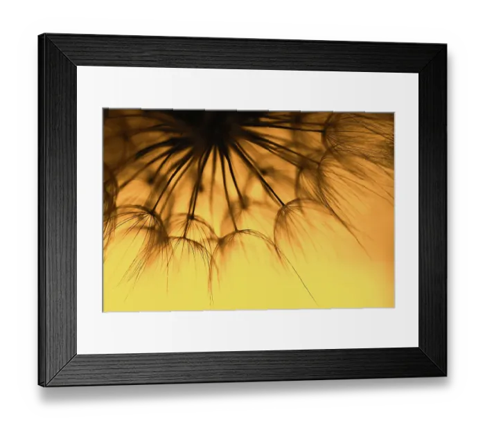Framed Print : dandelion at sunset. Freedom to Wish. Dandelion silhouette fluffy flower on sunset sky Framed Print : dandelion at sunset. Freedom to Wish. Dandelion silhouette fluffy flower on sunset sky