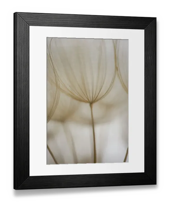 Framed Print : Macro details, of dandelion making a creative photograph Framed Print : Macro details, of dandelion making a creative photograph