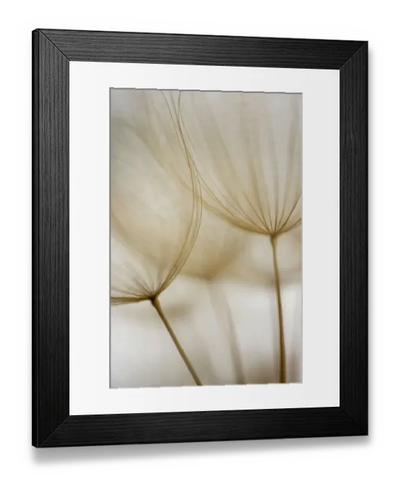 Framed Print : Macro details, of dandelion making a creative photograph