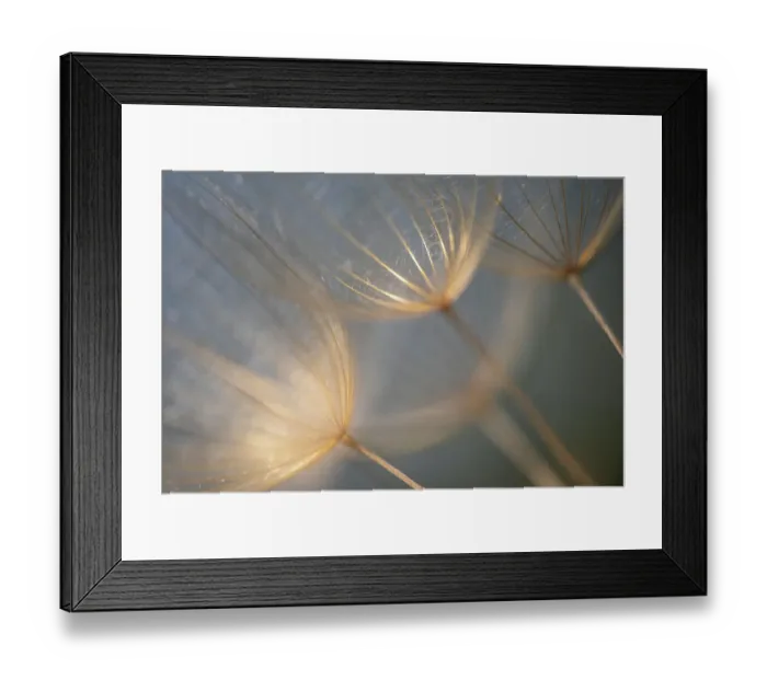 Framed Print : Macro details, of dandelion making a creative photograph Framed Print : Macro details, of dandelion making a creative photograph