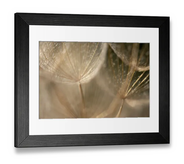 Framed Print : Macro details, of dandelion making a creative photograph Framed Print : Macro details, of dandelion making a creative photograph