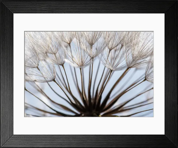 Framed Print : Macro details, of dandelion making a creative photograph Framed Print : Macro details, of dandelion making a creative photograph