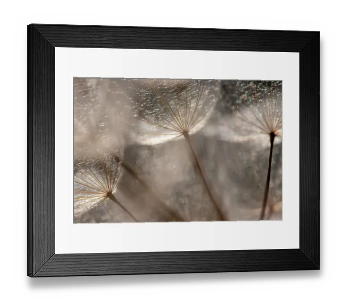 Framed Print : Macro details, of dandelion making a creative photograph Framed Print : Macro details, of dandelion making a creative photograph
