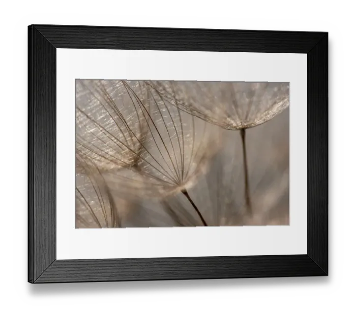 Framed Print : Macro details, of dandelion making a creative photograph Framed Print : Macro details, of dandelion making a creative photograph