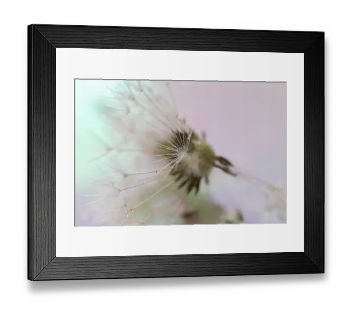 Framed Print : Dandelion seeds taken in macro photography Framed Print : Dandelion seeds taken in macro photography
