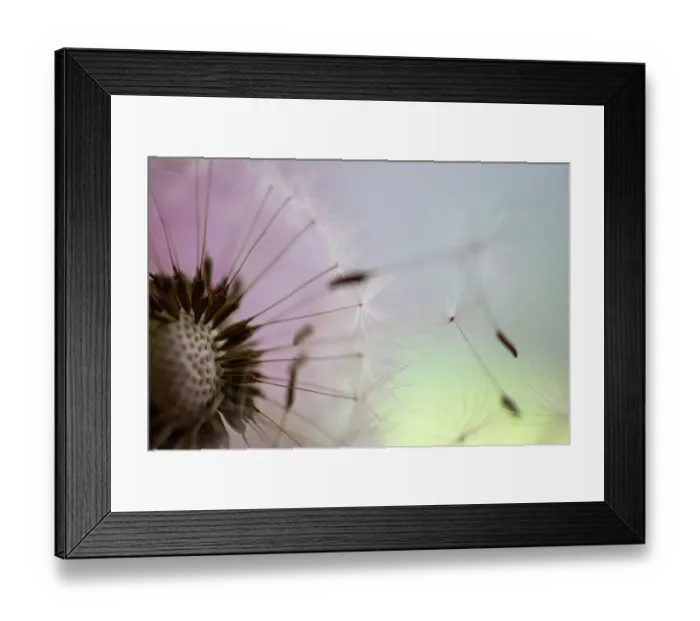 Framed Print : Dandelion seeds taken in macro photography Framed Print : Dandelion seeds taken in macro photography