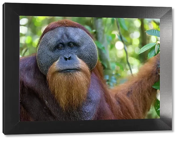Orangutan male, Indonesia