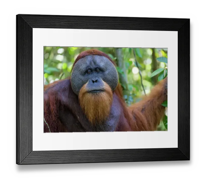 Framed Print : Orangutan male, Indonesia Framed Print : Orangutan male, Indonesia