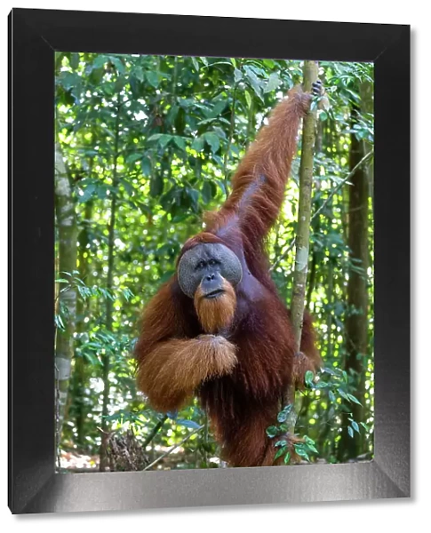 Orangutan male