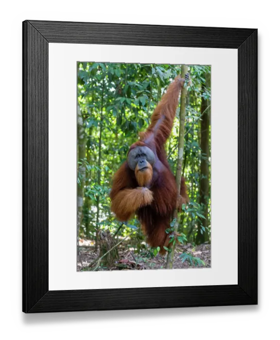 Framed Print : Orangutan male Framed Print : Orangutan male