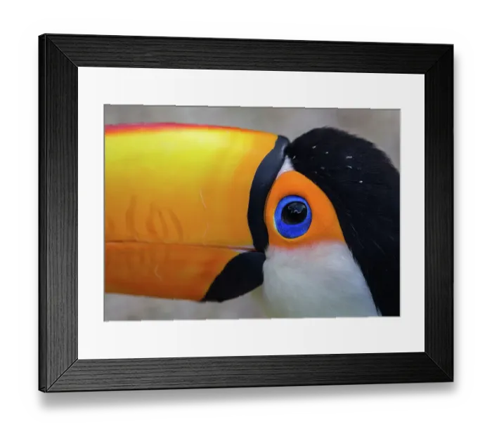 Framed Print : Toco Toucan Eye Framed Print : Toco Toucan Eye