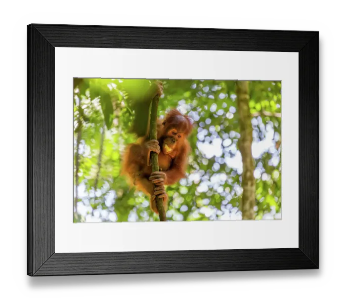 Framed Print : Orangutan in tree Framed Print : Orangutan in tree