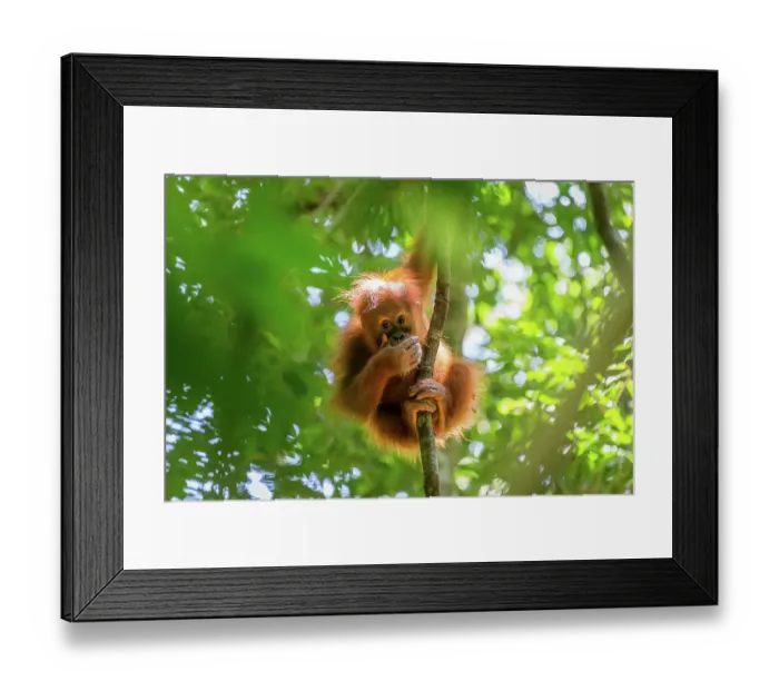 Framed Print : Orangutan, Indonesia Framed Print : Orangutan, Indonesia