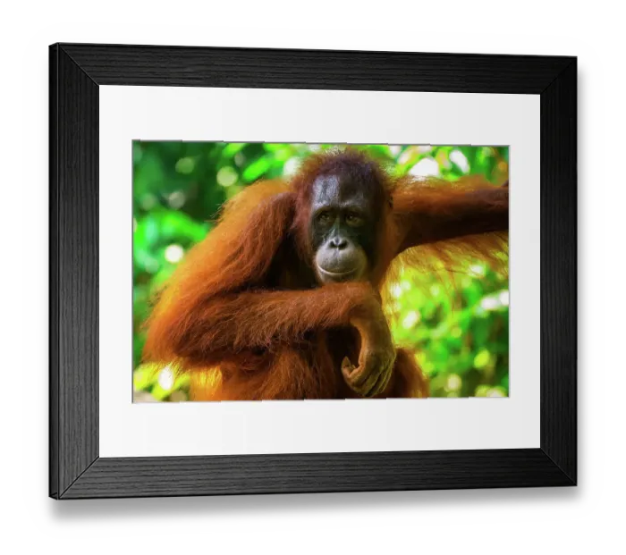 Framed Print : Orangutan mother stopping to wait for her baby to catch up Framed Print : Orangutan mother stopping to wait for her baby to catch up