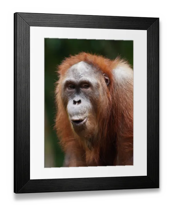 Framed Print : Close-up of Orang Utan