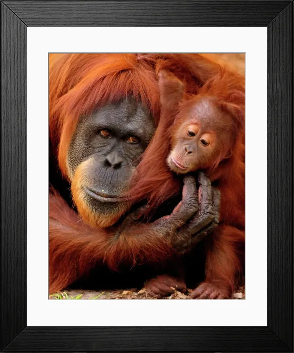 Framed Print : Mother and baby Framed Print : Mother and baby