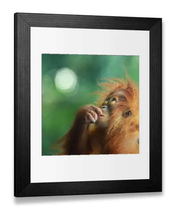 Framed Print : Orangutan looking up against bokeh background Framed Print : Orangutan looking up against bokeh background