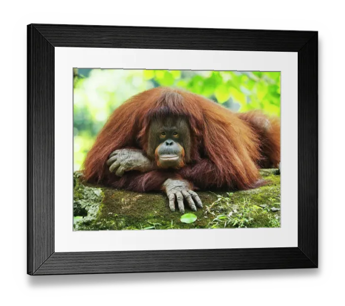 Framed Print : Orang Utan Kalimantan looking at camera Framed Print : Orang Utan Kalimantan looking at camera