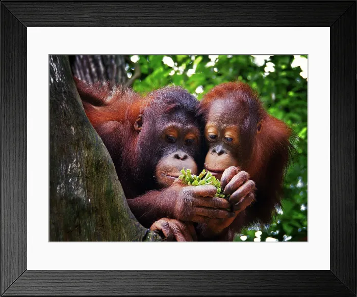 Framed Print : Pair of Orang Utans Framed Print : Pair of Orang Utans