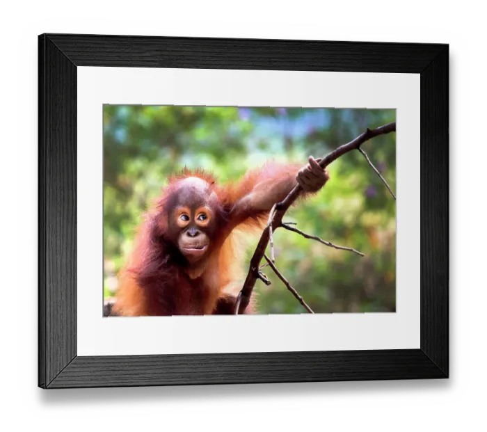 Framed Print : Cute of Baby Orang Utan
