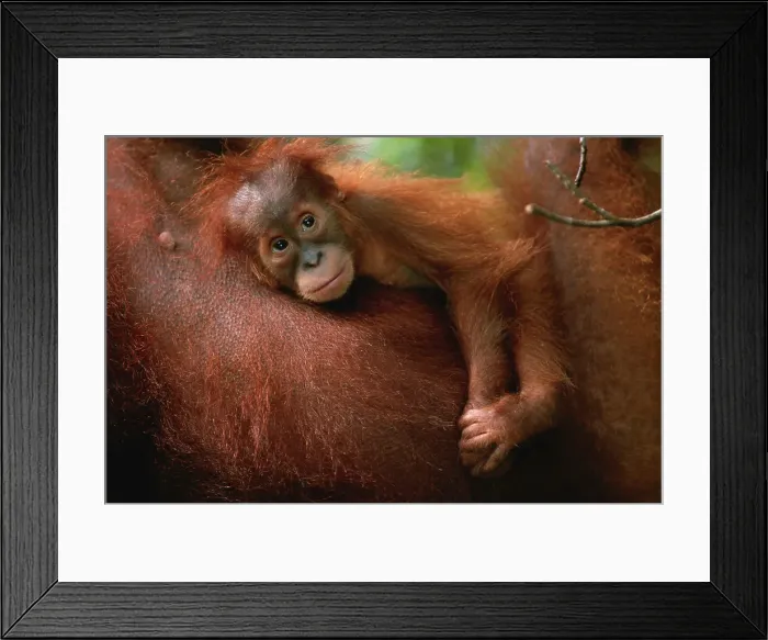 Framed Print : Baby orang utan (Pongo pygmaeus) resting on it's mother's chest, close up, Gunung Leuser N. P, Indonesia Framed Print : Baby orang utan (Pongo pygmaeus) resting on it's mother's chest, close up, Gunung Leuser N. P, Indonesia