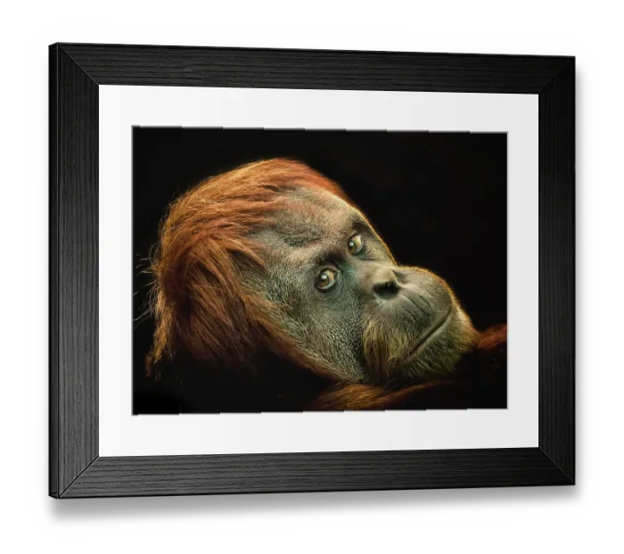 Framed Print : Female Orang Utan Framed Print : Female Orang Utan