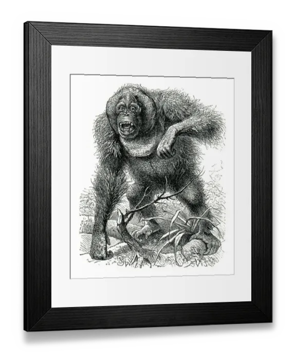 Framed Print : Male orangutan furious drawing 1898 Framed Print : Male orangutan furious drawing 1898