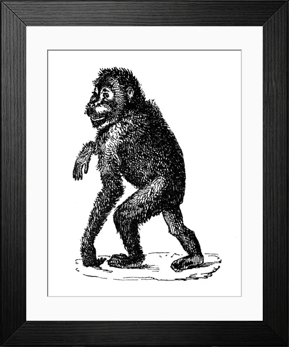 Framed Print : Antique illustration: Orangutan Framed Print : Antique illustration: Orangutan